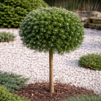 Jedľa kórejská (Abies koreana) ‘KRISTALLKUGEL’ - výška 50-60 cm, kont. C3L - NA KMIENKU